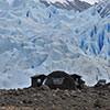 Glaciar Perito Moreno 	